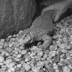 Waran, wahrscheinlich im Dresdener Zoo