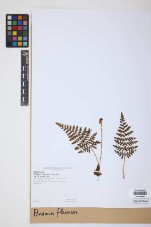 Anemia flexuosa (Sav.) Sw.