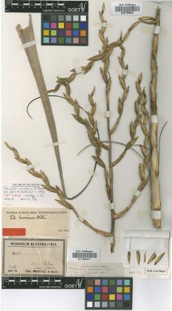 Tillandsia cucaensis Wittm. [type]