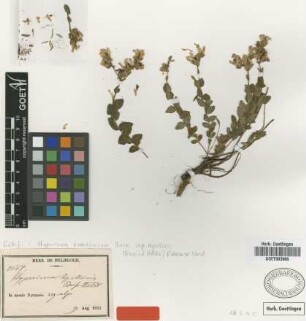 Hypericum apollinis Boiss. & Heldr. [type]