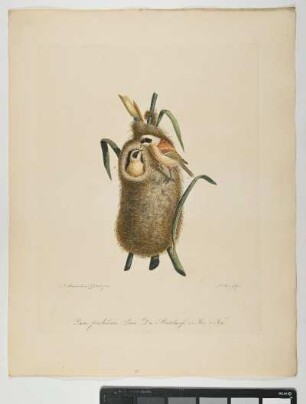 Parus pendulinus. Linn. Die Beutelmeise. 1. Mas. 2. Fem. - Beutelmeise. Remiz pendulinus; mas. fem. - Zeichner: Johann Mathias Hergenröder; Stecher: Johann Carl Bock