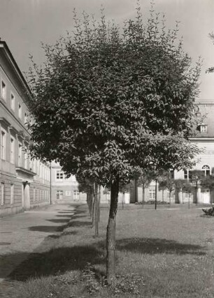 Gemeiner Flieder (Syringa vulgaris) im Schloßhof in Dresden-Pillnitz (sogenannter Fliederhof im Neuen Schloss)