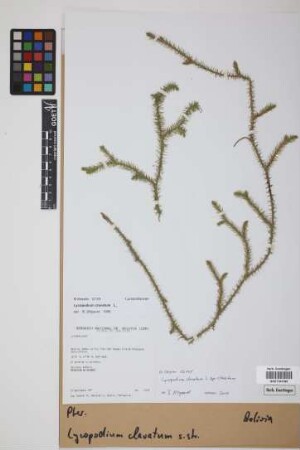 Lycopodium clavatum clavatum L.