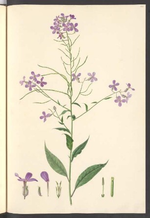 Hesperis sibirica, Blatt 664
