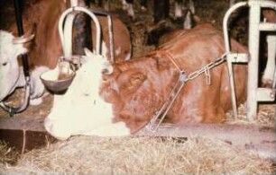 Fotografie: Anbindestall, Milchviehhaltung, Anbindevorrichtung, Tränkebecken