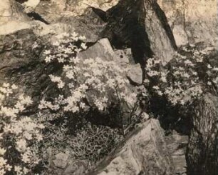 Glashütte, Arbeitsschulgarten. Steinbrech (Saxifraga) an Gneiswand