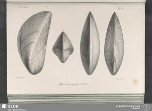 Pl. 336