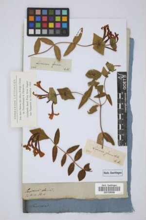 Lonicera glauca Hill