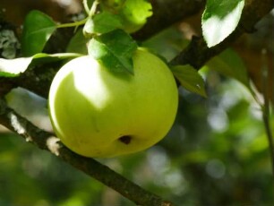 Apfelbaum Sorte: Gelber Edelapfel - Baum 140