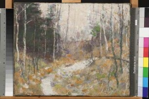 Waldweg mit Birken und Tannen