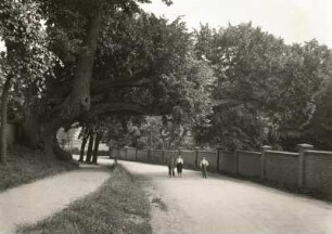Wachau. Linde am Kirchhof und Schloßpark von Wachau