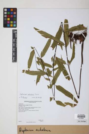 Asplenium achalense Hieron.