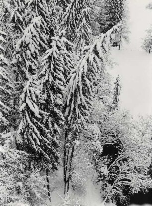 Nadelwald im Winter