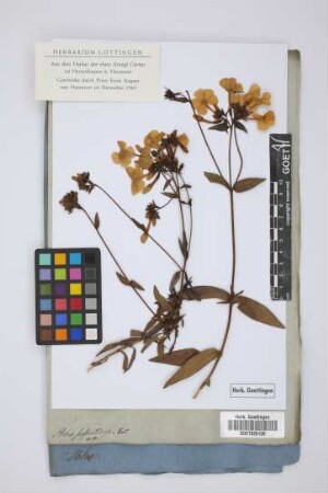 Phlox suffruticosa Vent.