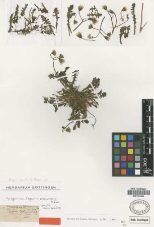 Lagoseris nemausensis M.Bieb. var. Griseb. runcinata[syntype]