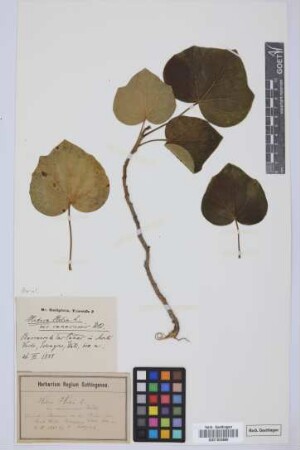 Hedera helix L. var. canariensis Webb.