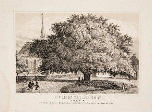 Bordesholm - Linde