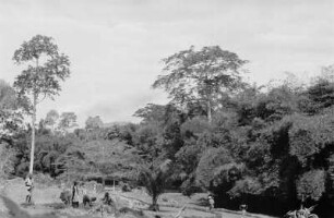 Plantage : Arbeiter auf einer Plantage des Dorfes Kwamtili.
