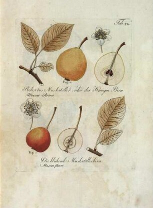 Tab. 72. Fig. 1. Robertus Muskateller, oder der Königin Birn [...] Fig. 2. Die blühende Muskatellerbirn [...]