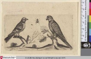 [Ein Vogel und ein Papagei; A bird and a parrot, in between a fly]