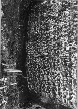 Grabstein 504 (Index: 99752922) Material: Sandstein Zustand: stark verwitt. mit fast völl. Textverlust Maße HxBxT: 117x68x11 cm Beschreibung: Stele, in Voluten auslaufender eingezog. Rundbogenabschl. Symbolik: zwei Trauben, Voluten, Muschel: Grabstein 504C
