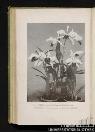 Schönbrunner Orchideenkreuzungen. Laelio-Cattleya Schoenbunnensis var. Erzherzogin Adelheid.