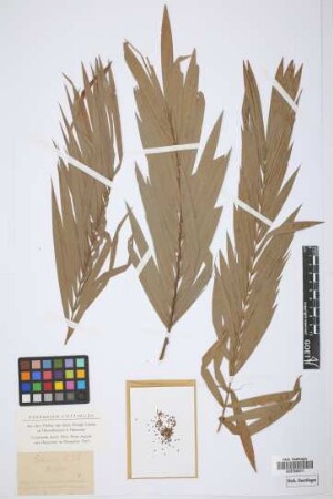 Calamus