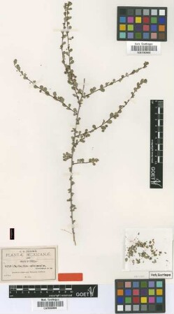 Phyllanthus subcuneatus Greenm. [type]