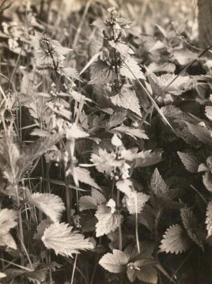 Gefleckte Taubnessel (Lamium maculatum L.), bei Rathen im Elbufergebüsch