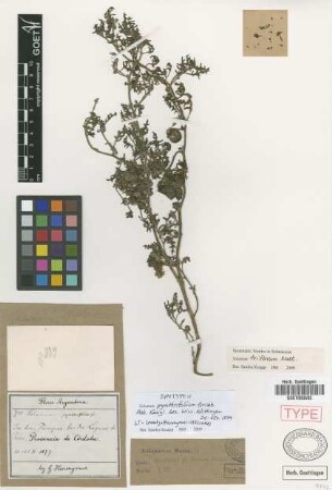 Solanum pyrethrifolium Griseb. [syntype]