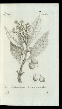 40. der Lorbeerbaum Laurus nobilis.
