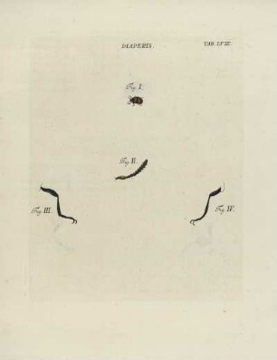 Tab. LVIII.