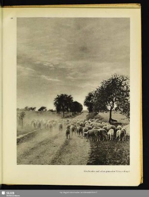 Schafherden sind selten geworden (Götzer Berge)