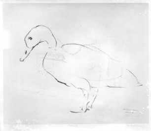Eiderente (Vogelinsel Vilsand). Tuschezeichnung (1932; E. Richter). Dresden-Südvorstadt, Eisenstuckstraße, Atelier der Künstlerin