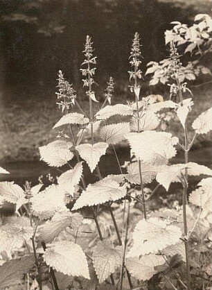 Wald-Ziest (Stachys sylvatica)