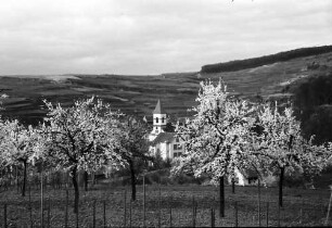 Achkarren: Kirchturm zwischen Blüten