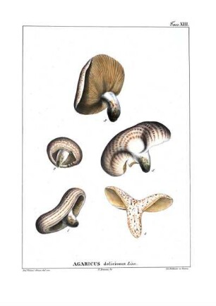 Tav. XIII. Agaricus deliciosus Linn.