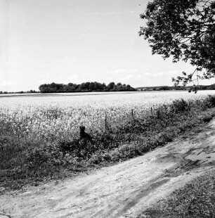 Klein Barnitz: Landwirtschaft: Rapsfeld: hinten Bäume
