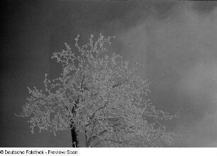 Vereister Baum