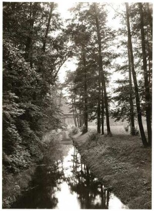 Nordsächsisches Tiefland (Leipziger Tieflandsbucht). Parthe bei Portitz nordöstlich von Leipzig. Auenlandschaft mit Schwarzerlen