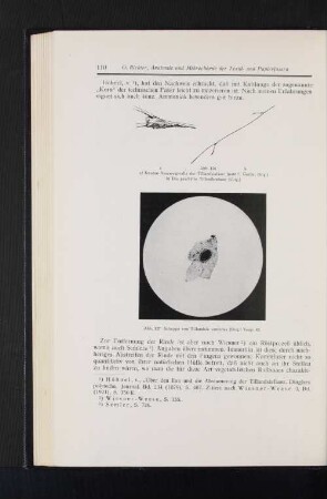 Abb. 136 a) Knoten-Auszweigstelle der Tillandsiafaser (natürl. Größe. Orig.) b) Die geschälte Tillandsiafaser (Orig.) Abb. 137 Schuppe von Tillandsia usnoides (Orig.) Vergr. 45