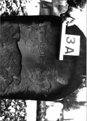 Grabstein A I/12/3A
