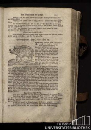 Cap. 23. Wild Schwein, Eber, Aper.