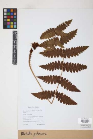 Blotiella pubescens