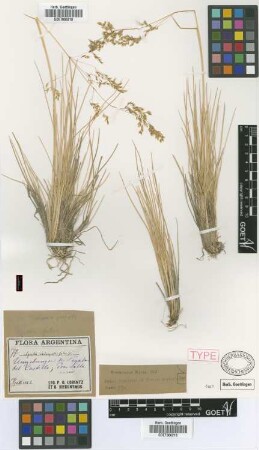 Agrostis fulva Griseb. [type]
