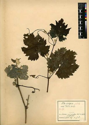 Vitaceae Vitis vinifera Linné, Carl von (1707 - 1778) [Banijas]