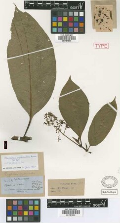 Psychotria pyramidalis Griseb. [holotype]