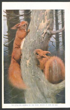 Tafel: The little Red Squirrels of the wood. [...]
