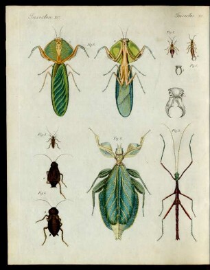 Merkwürdige Insecten.