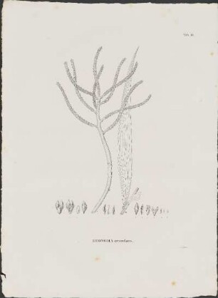 Tab. 13. Geonoma synanthera